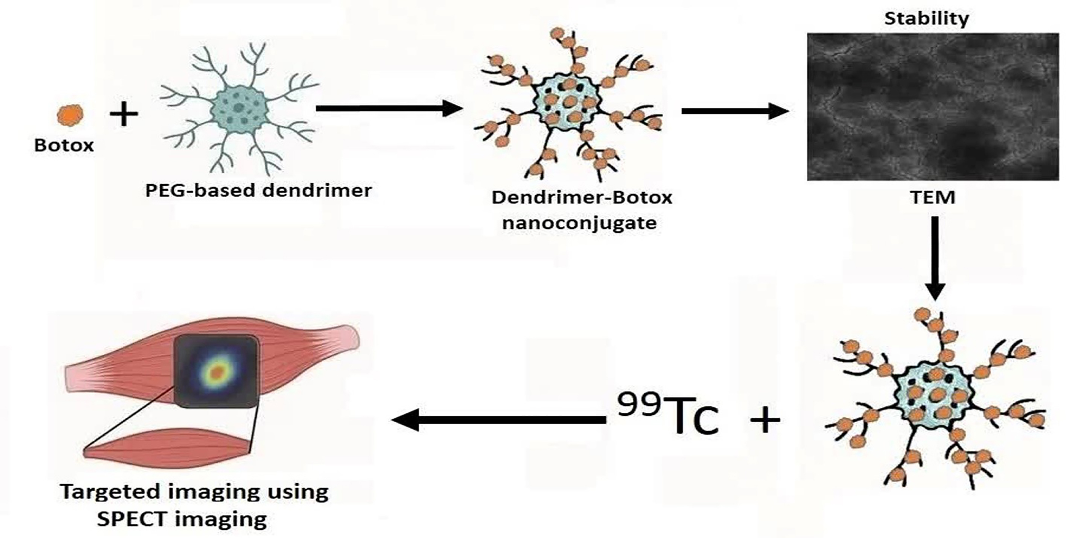 Graphical Abstract