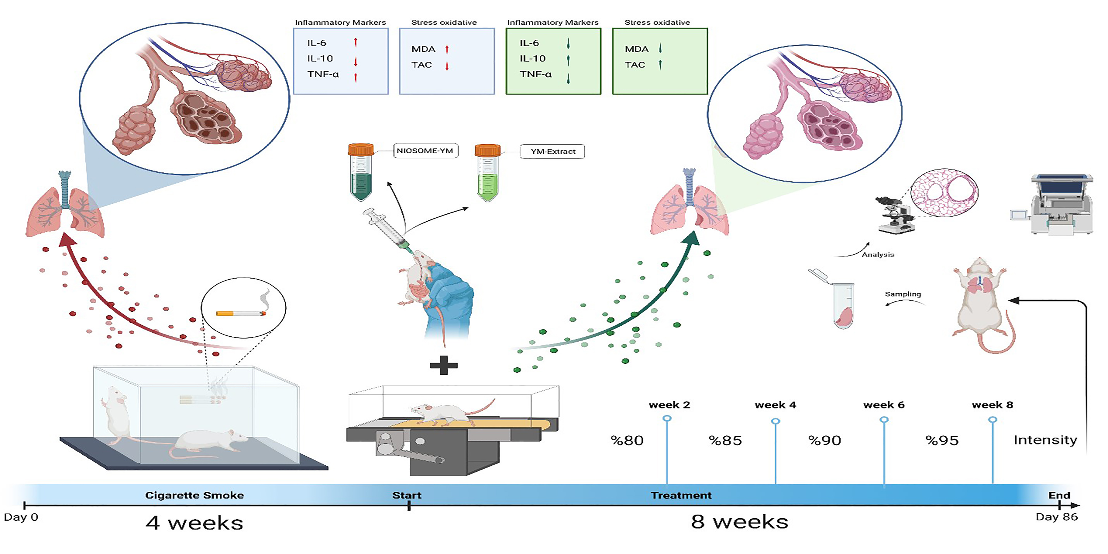 Graphical Abstract